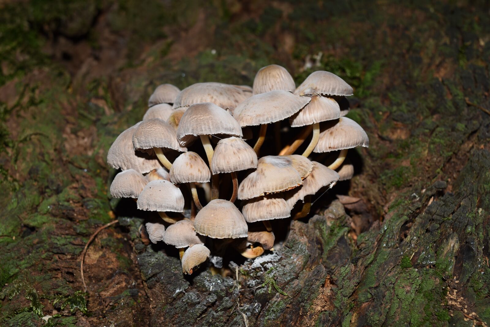 Nikon D5500 sample photo. Conocybe rickenii, mushrooms, vittorio photography