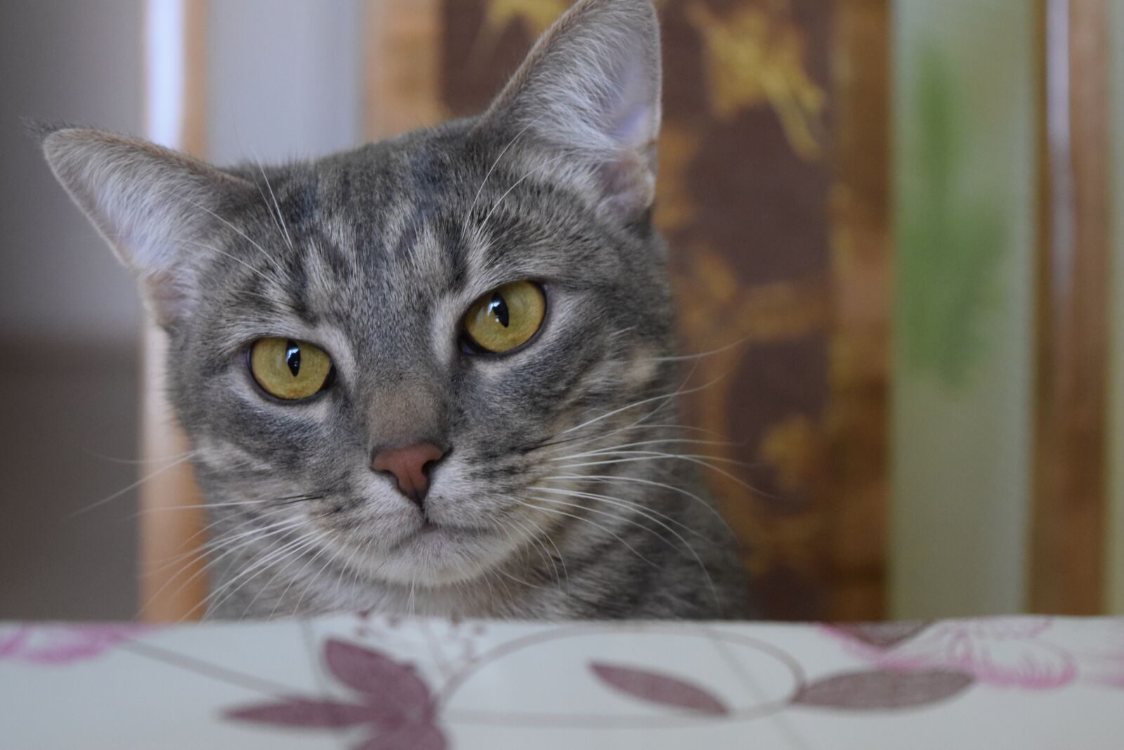 Nikon D5300 sample photo. Cat, animal, cats photography