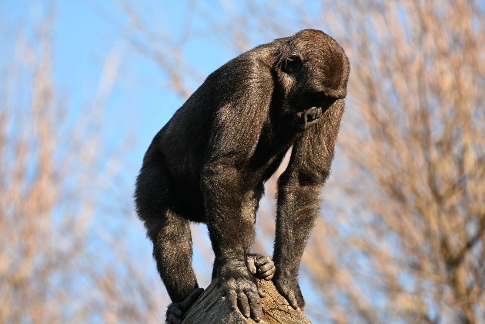 Nikon Z7 sample photo. Chimpanzee, zoo, monkey photography