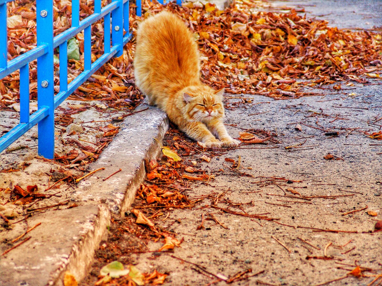 Sony DSC-F828 sample photo. Cat, red-headed cat, street photography
