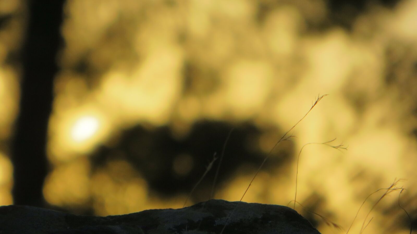 Canon PowerShot SX240 HS sample photo. Tree, blur background, forest photography