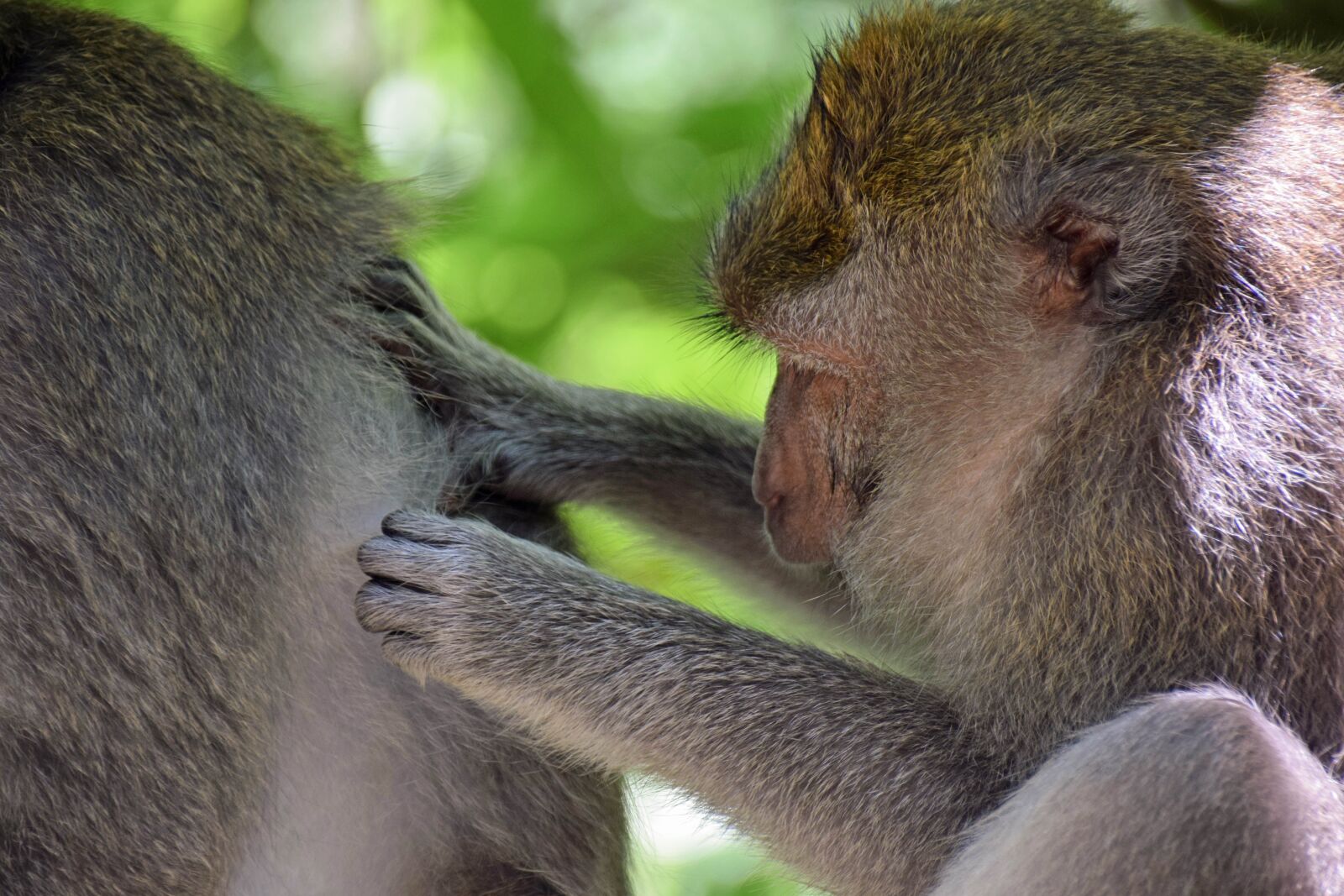 Nikon D3300 sample photo. Bali, indonesia, travel photography