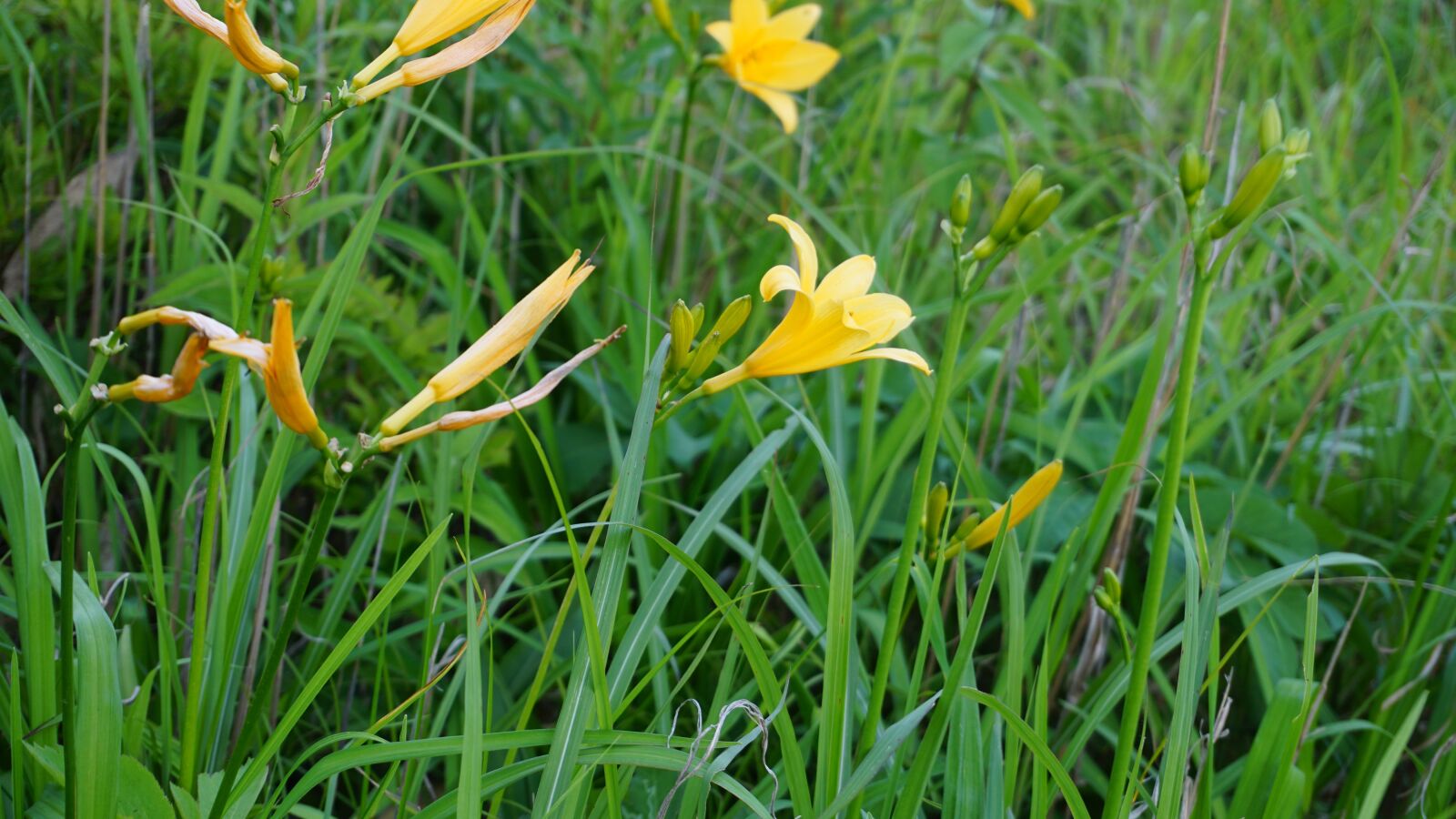 Sony a6000 sample photo. Up, flowers, yellow flowers photography