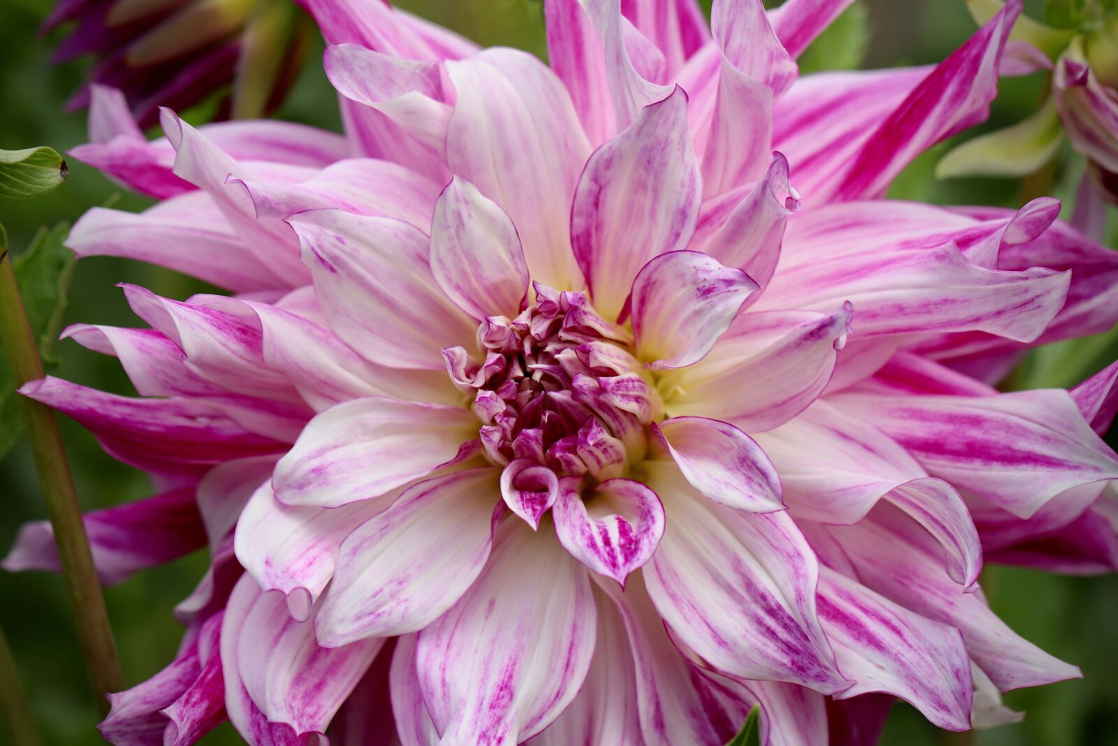 Canon EOS 800D (EOS Rebel T7i / EOS Kiss X9i) sample photo. Dahlia, blossom, bloom photography
