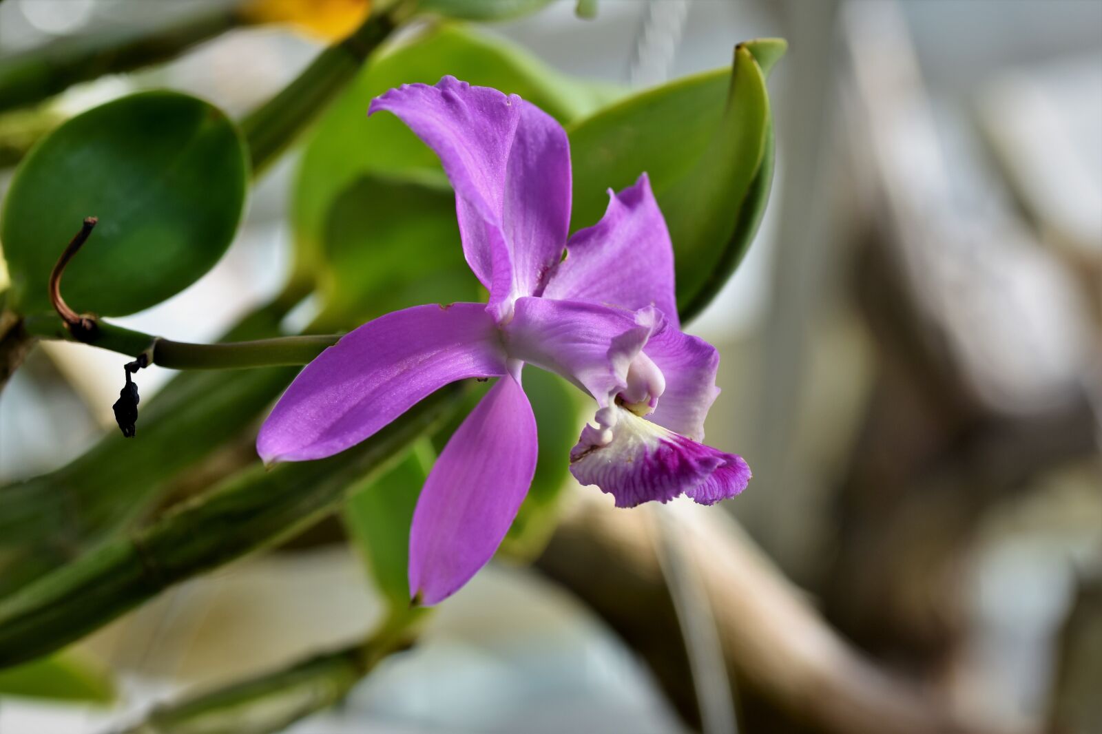 Nikon D7200 sample photo. Orchids, orchid flower, blossom photography