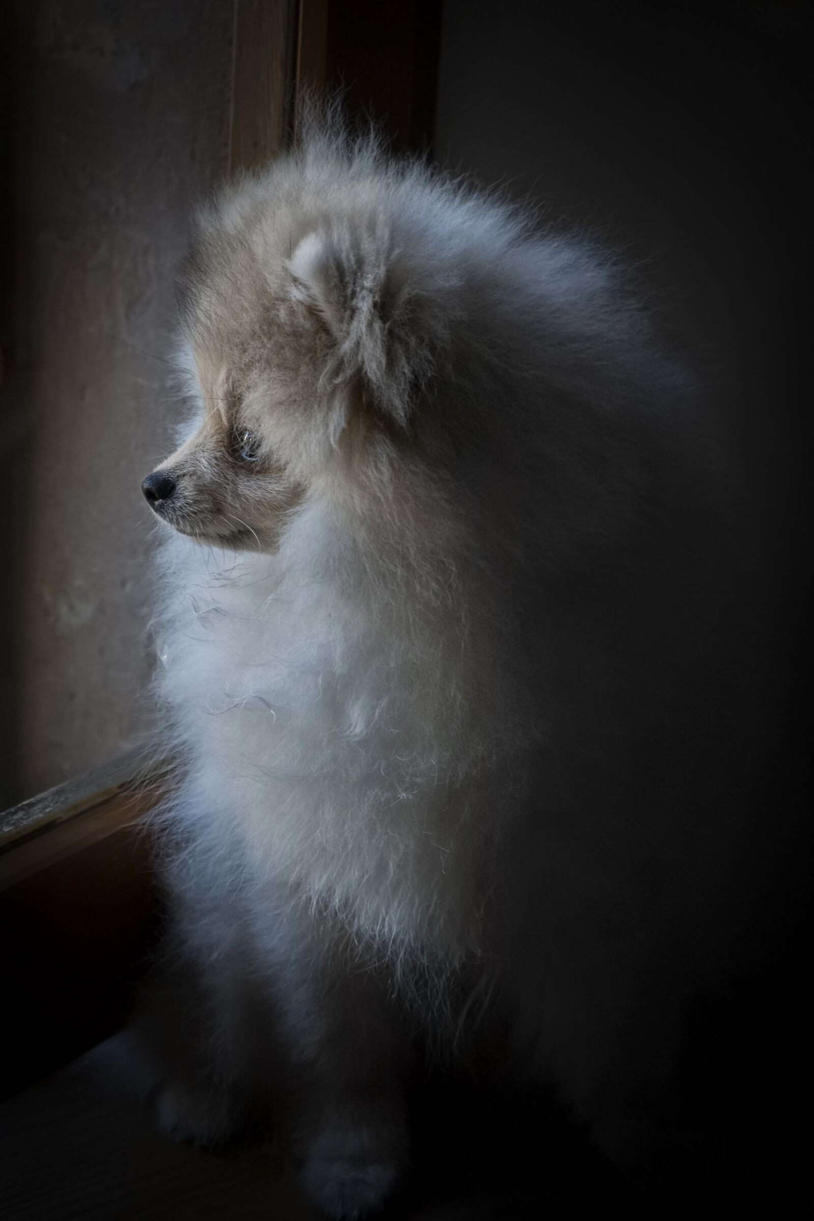 Canon EOS 1000D (EOS Digital Rebel XS / EOS Kiss F) sample photo. Dog, hair, animal photography