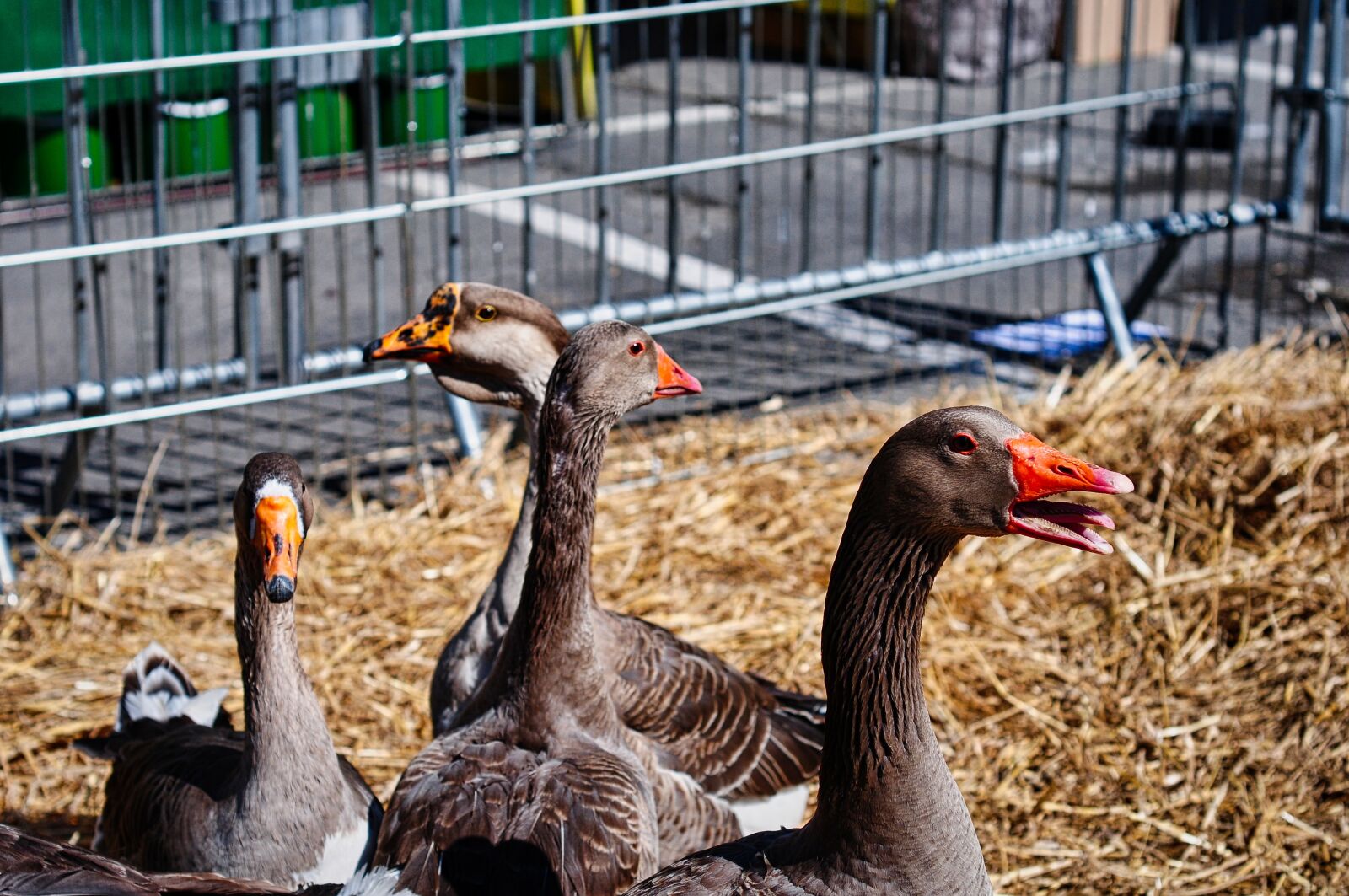 Nikon D300S sample photo. Goose, agriculture, wild photography