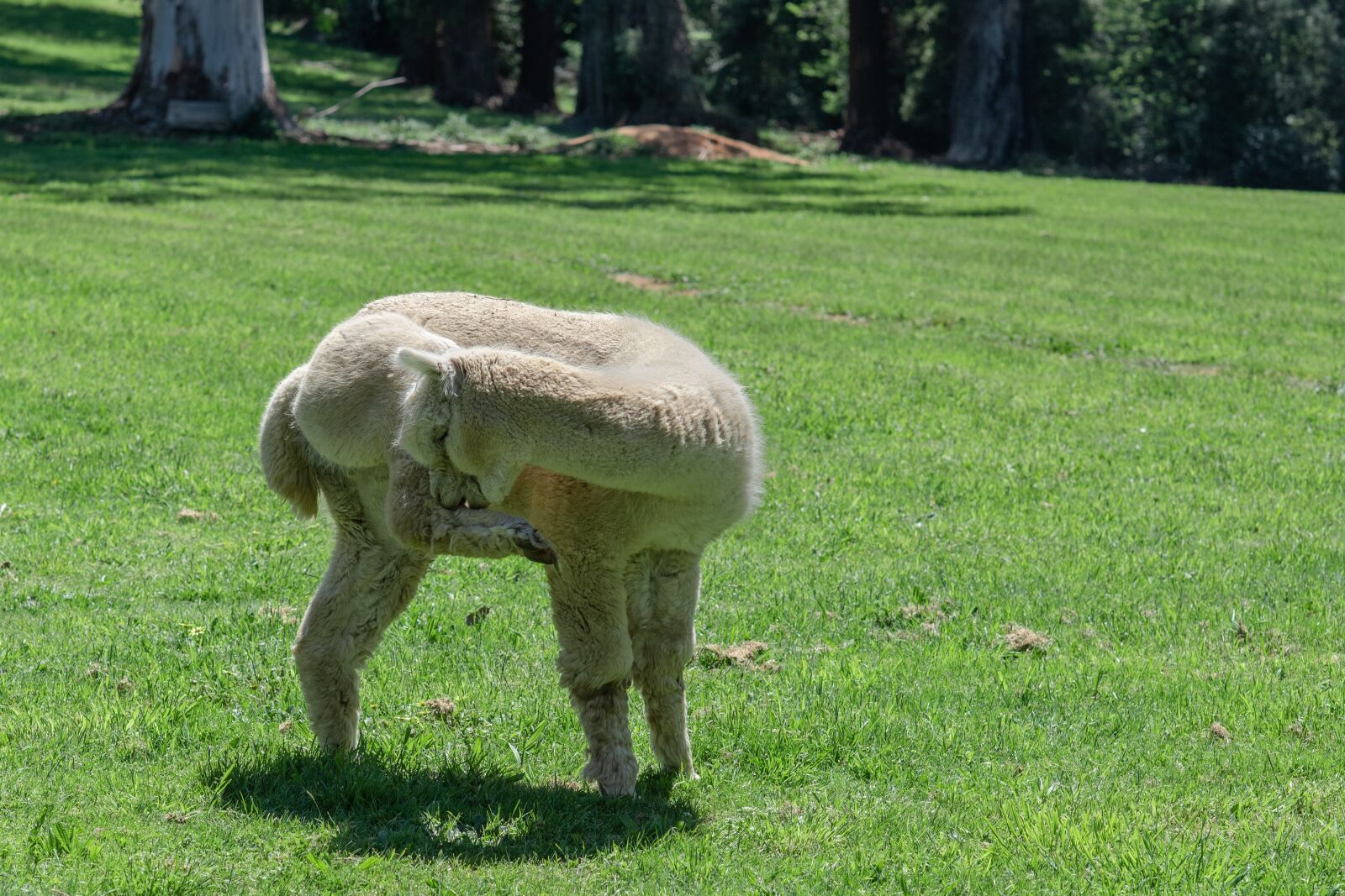 Nikon D750 sample photo. Alpaca, camelid, mammal photography