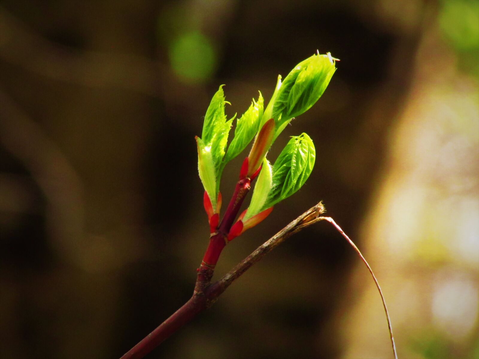 Canon PowerShot SX500 IS sample photo. Maple budding, maple, tree photography