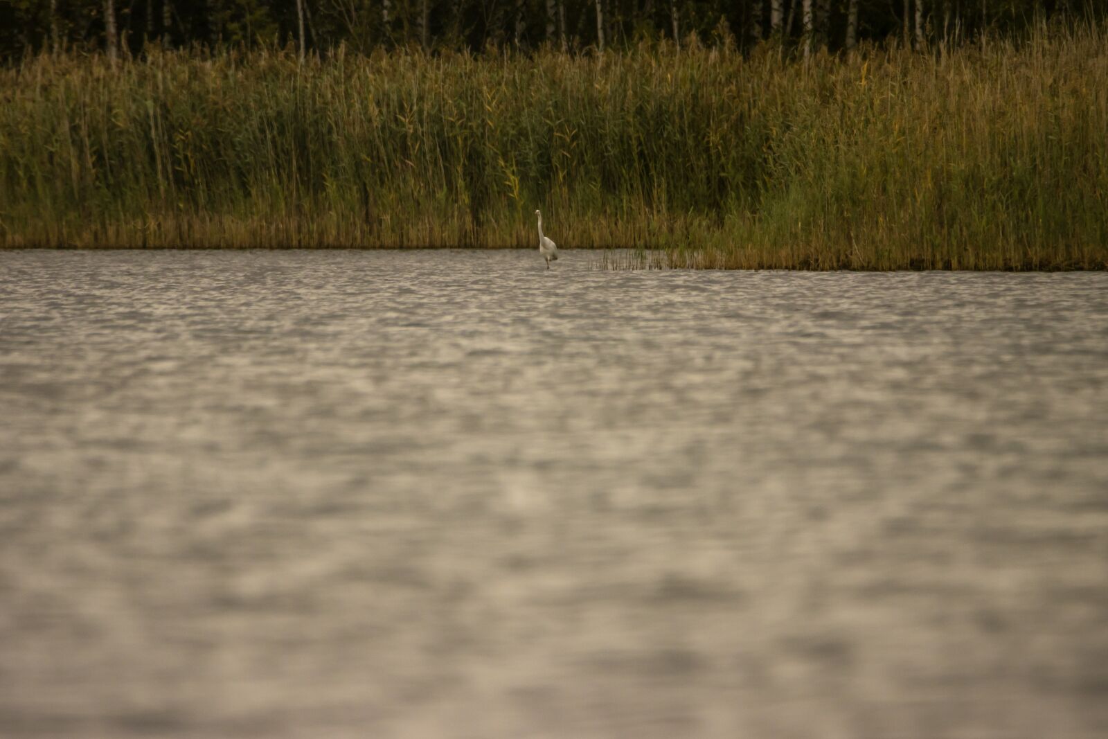 150-600mm F5-6.3 DG OS HSM | Contemporary 015 sample photo. Lake, grass, egret photography