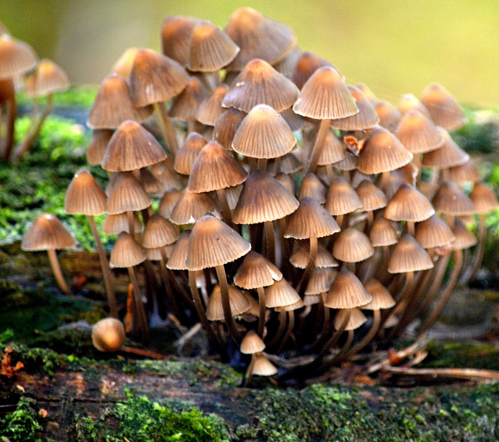 Nikon D5200 sample photo. Nature, autumn, mushrooms photography