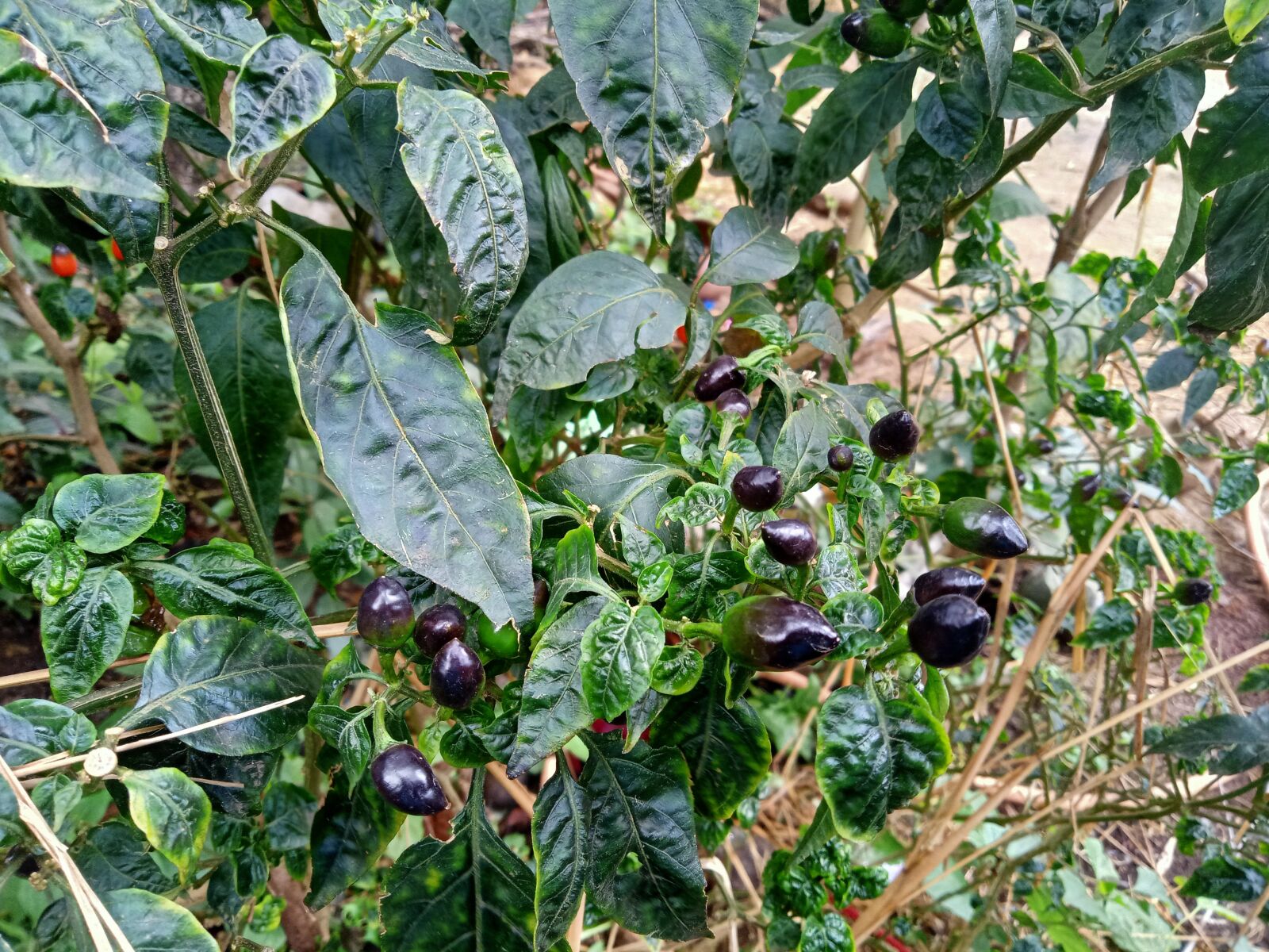 Realme C2 sample photo. Chilli, plant, spicy photography