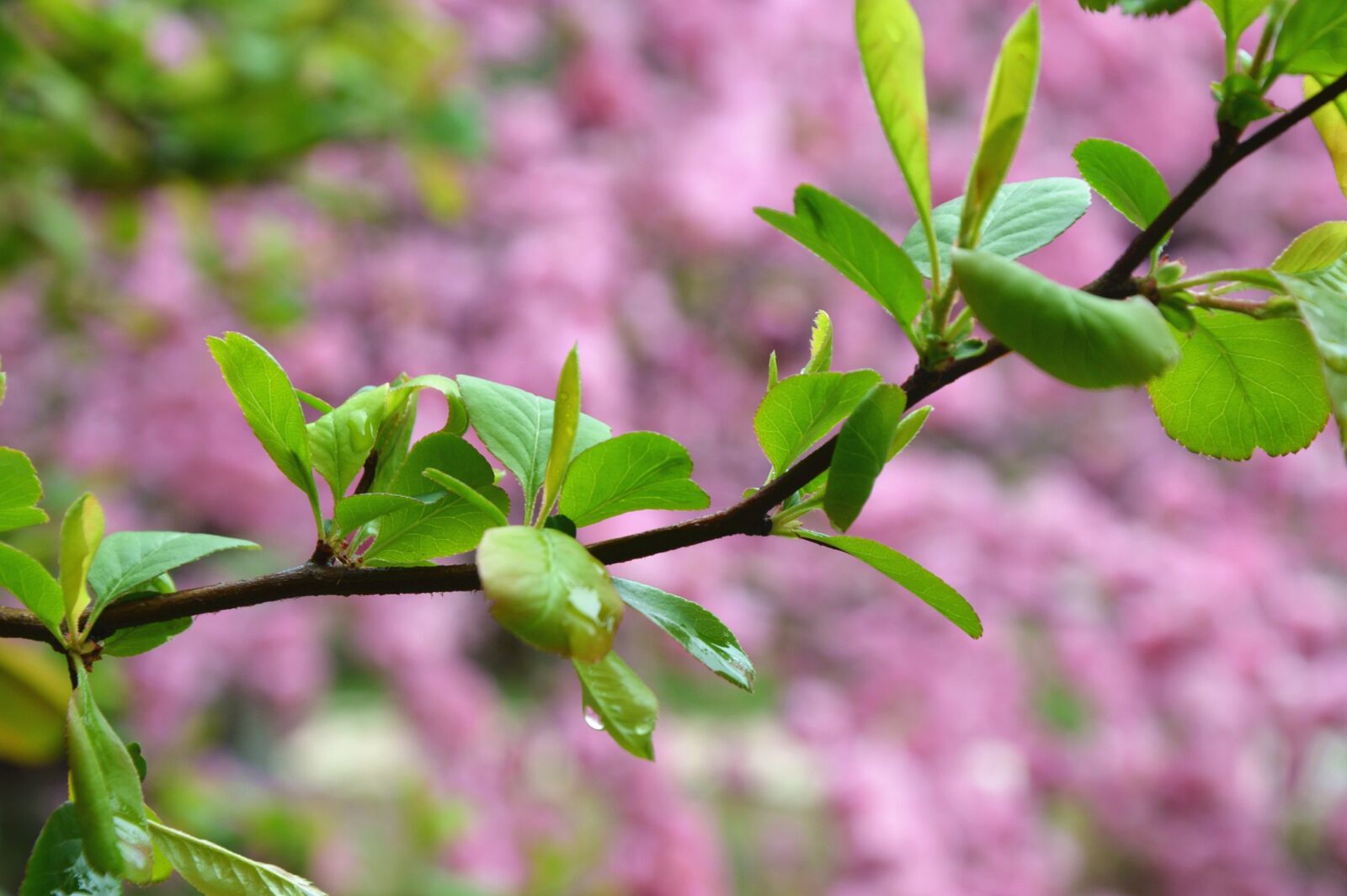 Nikon D3200 sample photo. Spring, grand, green shoots photography