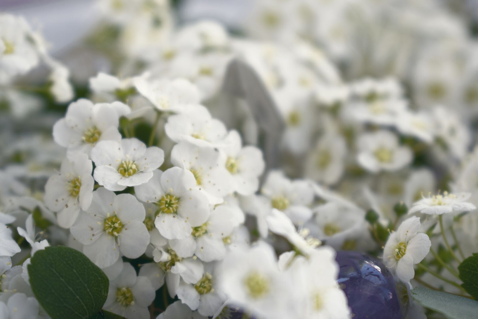Nikon D5300 sample photo. Flowers, blossom, nature photography