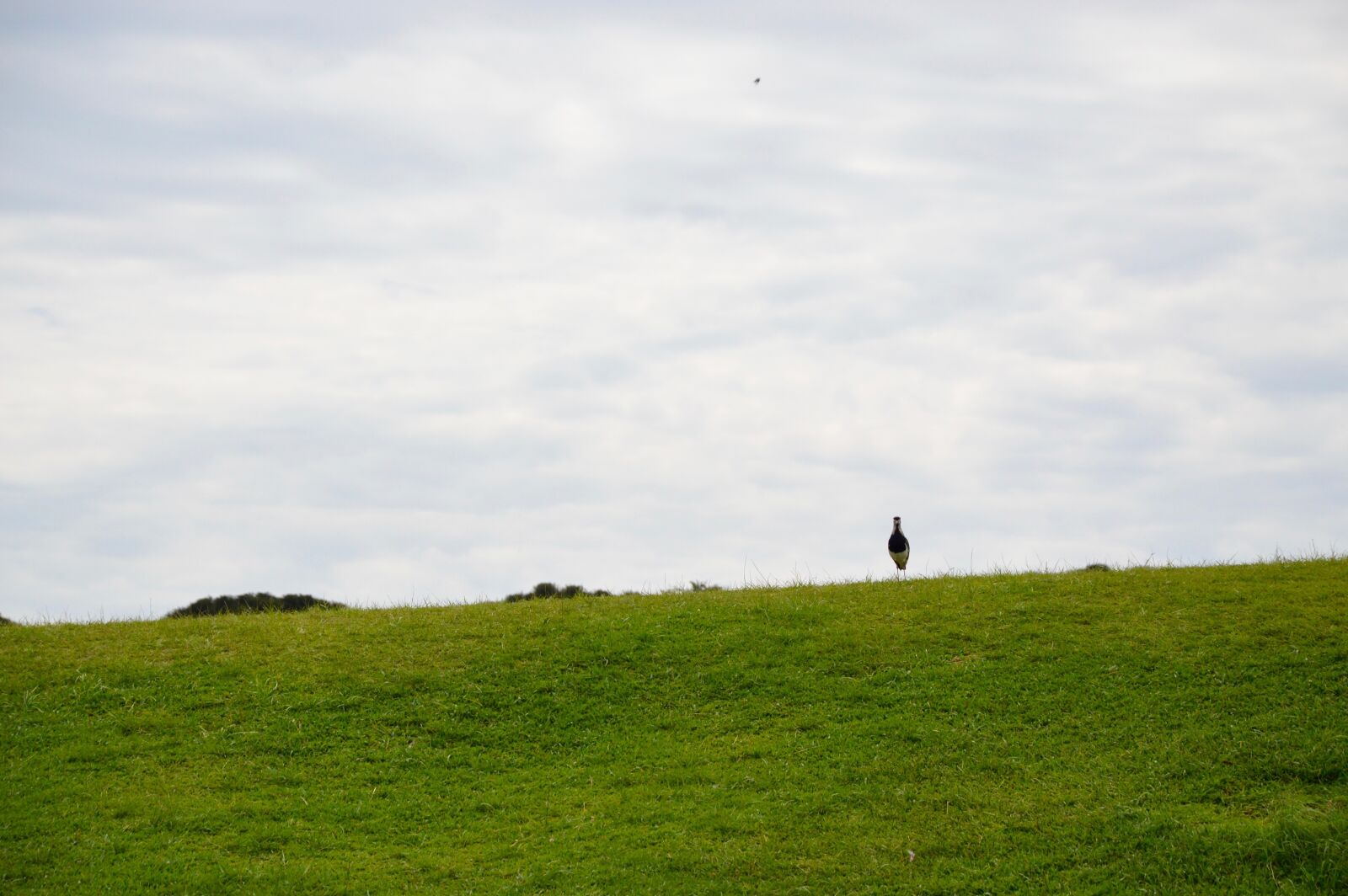 Nikon D3200 sample photo. Lawn, green, grass photography