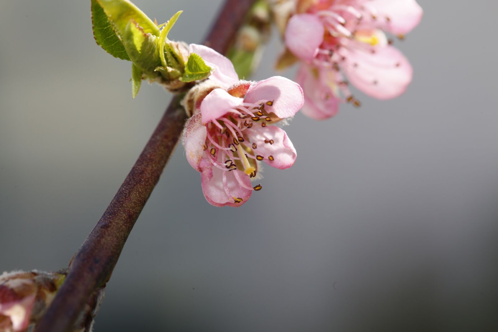 Canon EF 100mm F2.8L Macro IS USM sample photo. Spring, sprout, engine photography