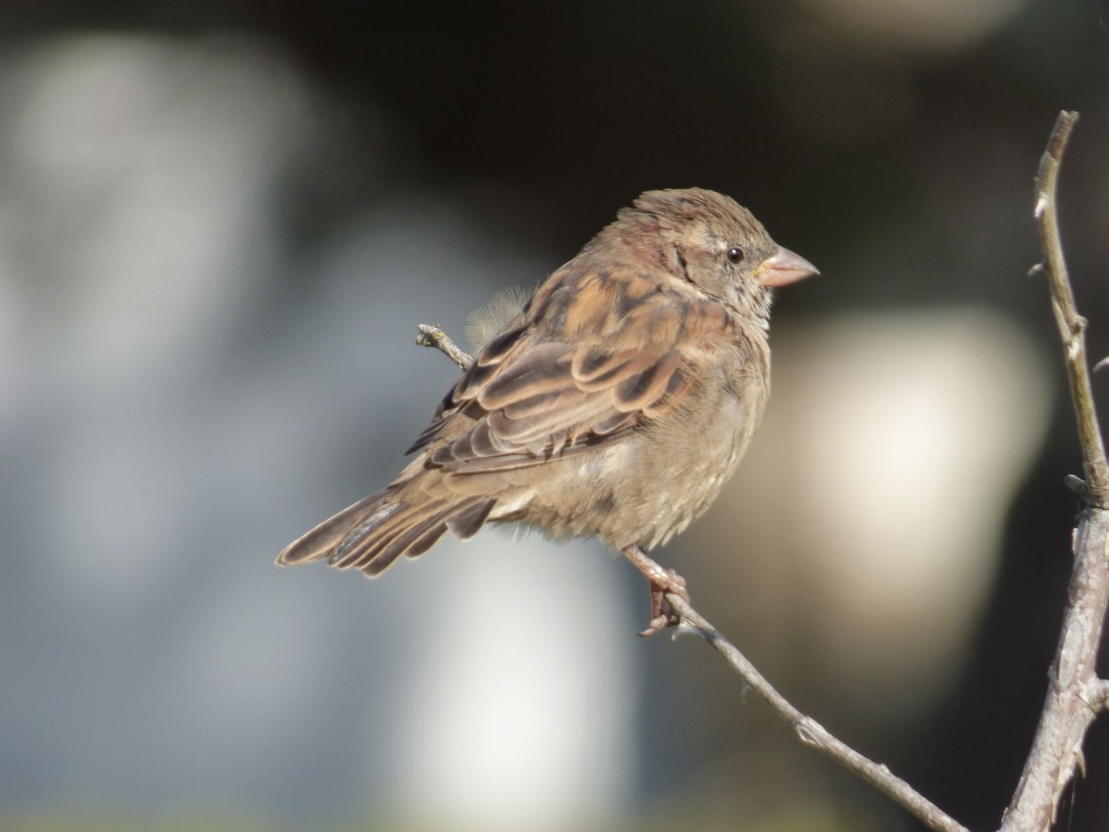 Panasonic DMC-FZ72 sample photo. Ornithology, bird, house sparrow photography