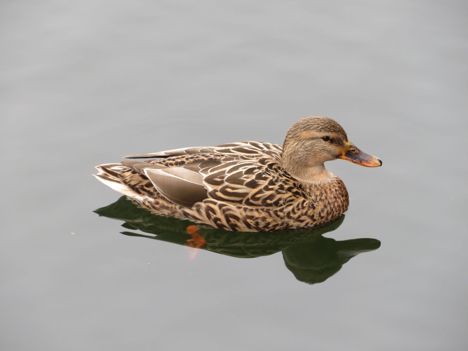 Canon PowerShot SX720 HS sample photo. Duck, bird, nature photography