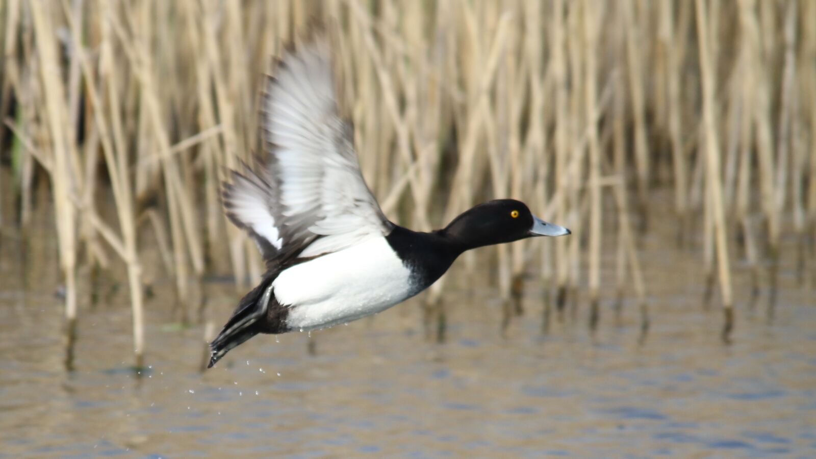 Canon EOS 7D sample photo. Duck, tufted-duck, wildlife photography