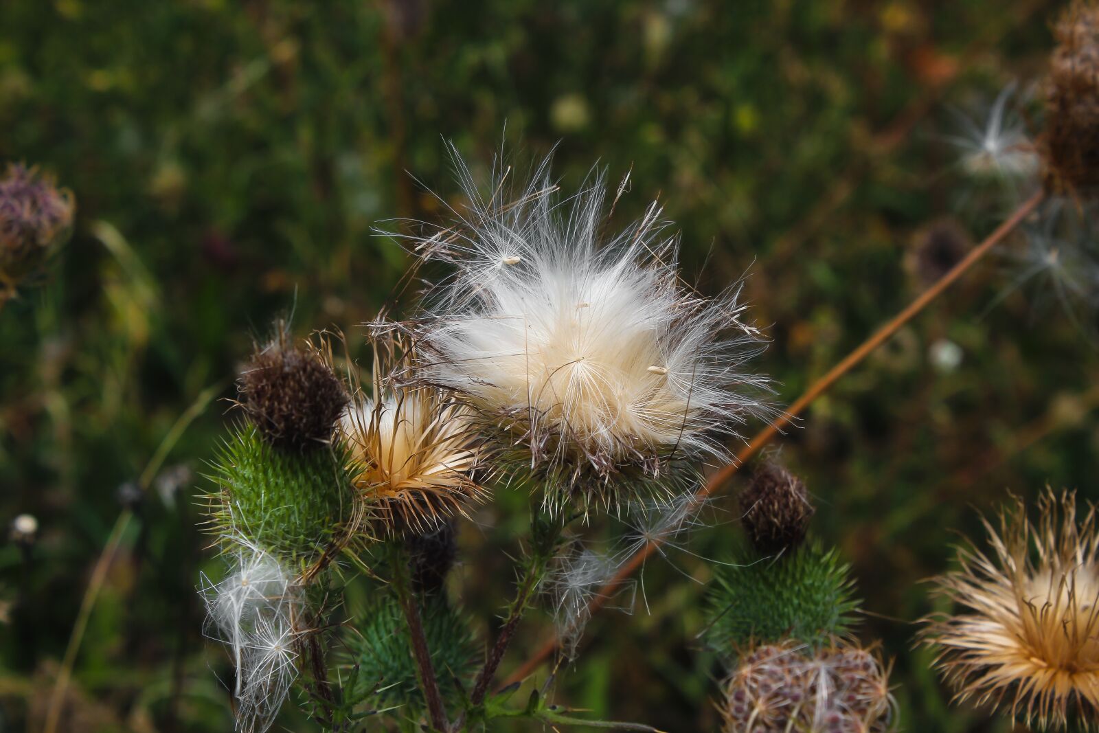 Canon EOS 600D (Rebel EOS T3i / EOS Kiss X5) sample photo. Thistles, thistle seed, nature photography