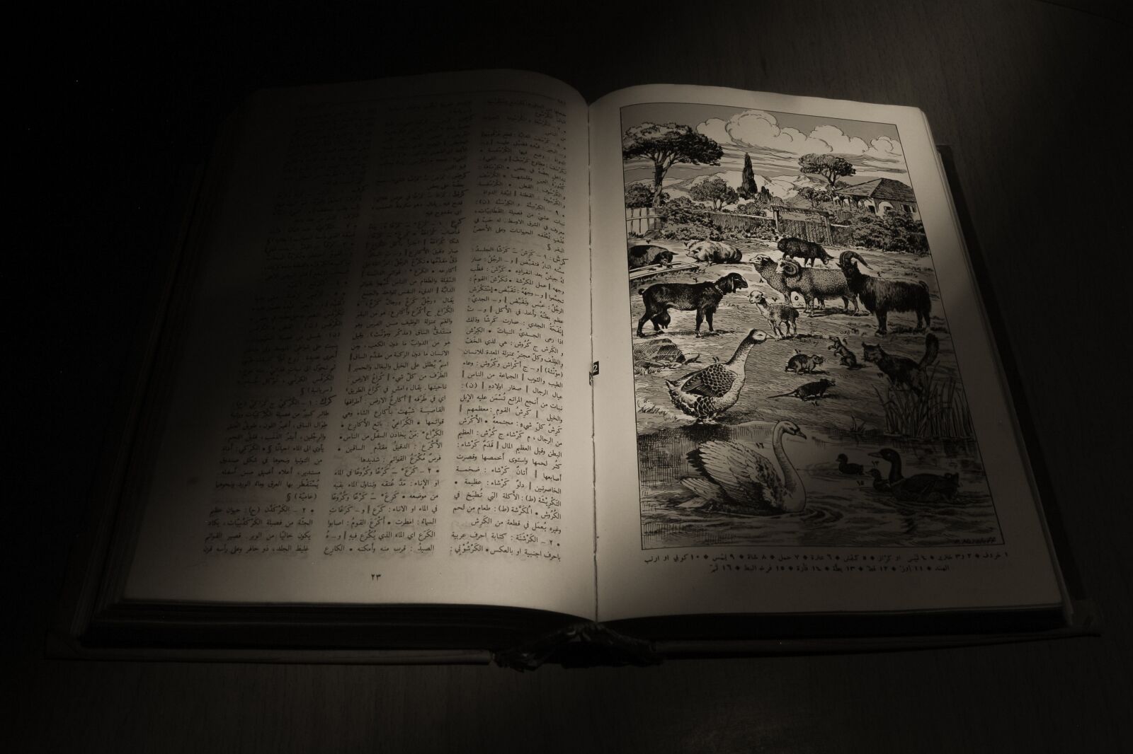 Canon EOS 1100D (EOS Rebel T3 / EOS Kiss X50) sample photo. Book, reading, read photography