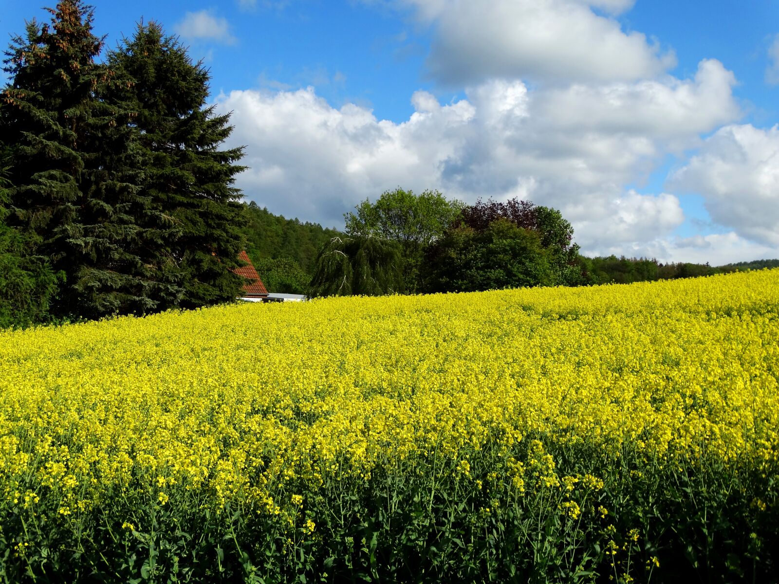 Sony Cyber-shot DSC-HX300 sample photo. Field of rapeseeds, oilseed photography