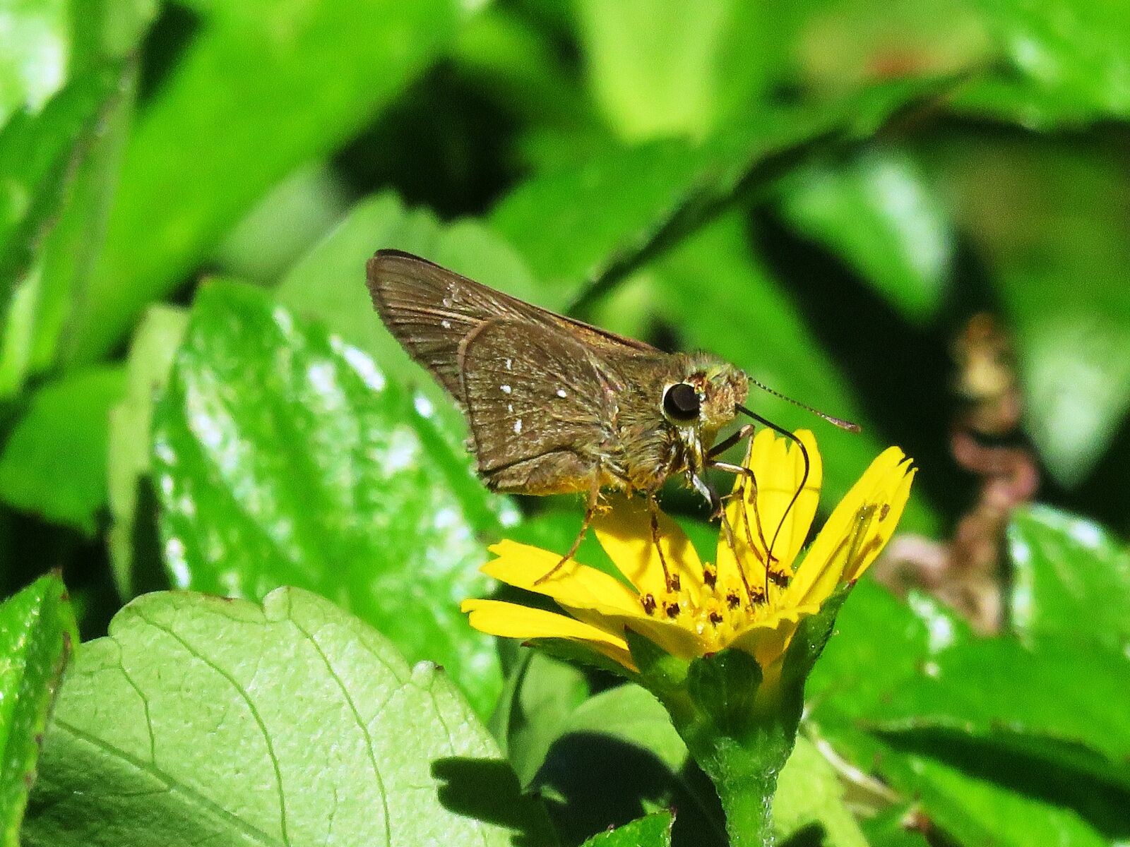 Canon PowerShot SX60 HS sample photo. Butterfly, small, close up photography