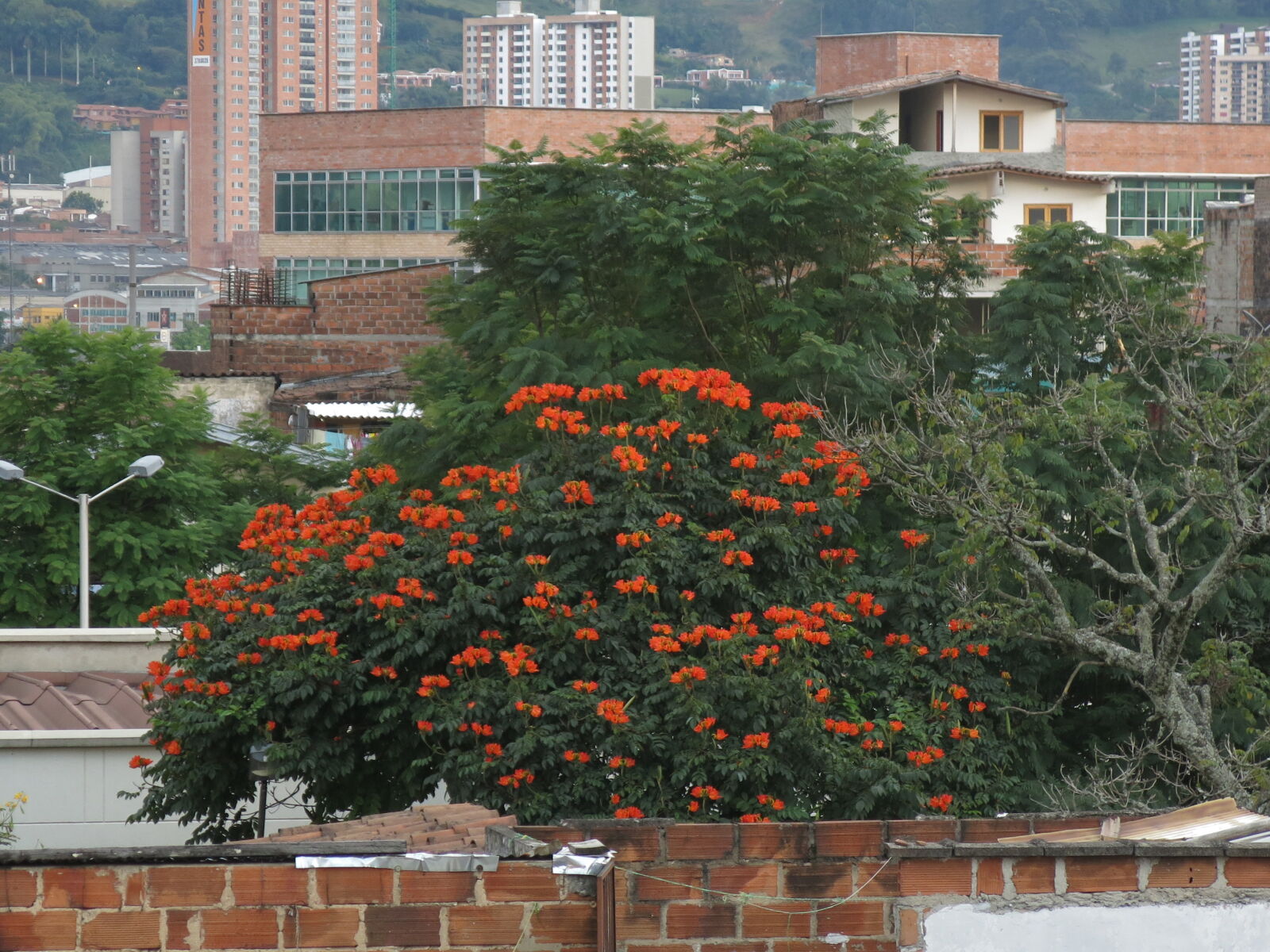 Canon PowerShot G15 sample photo. City, medellin, trees, urban photography