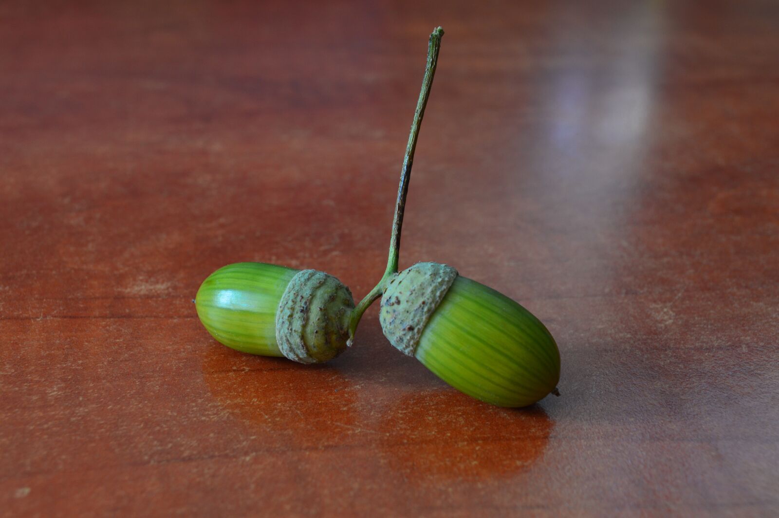 Nikon D3200 sample photo. Crop, green, table photography