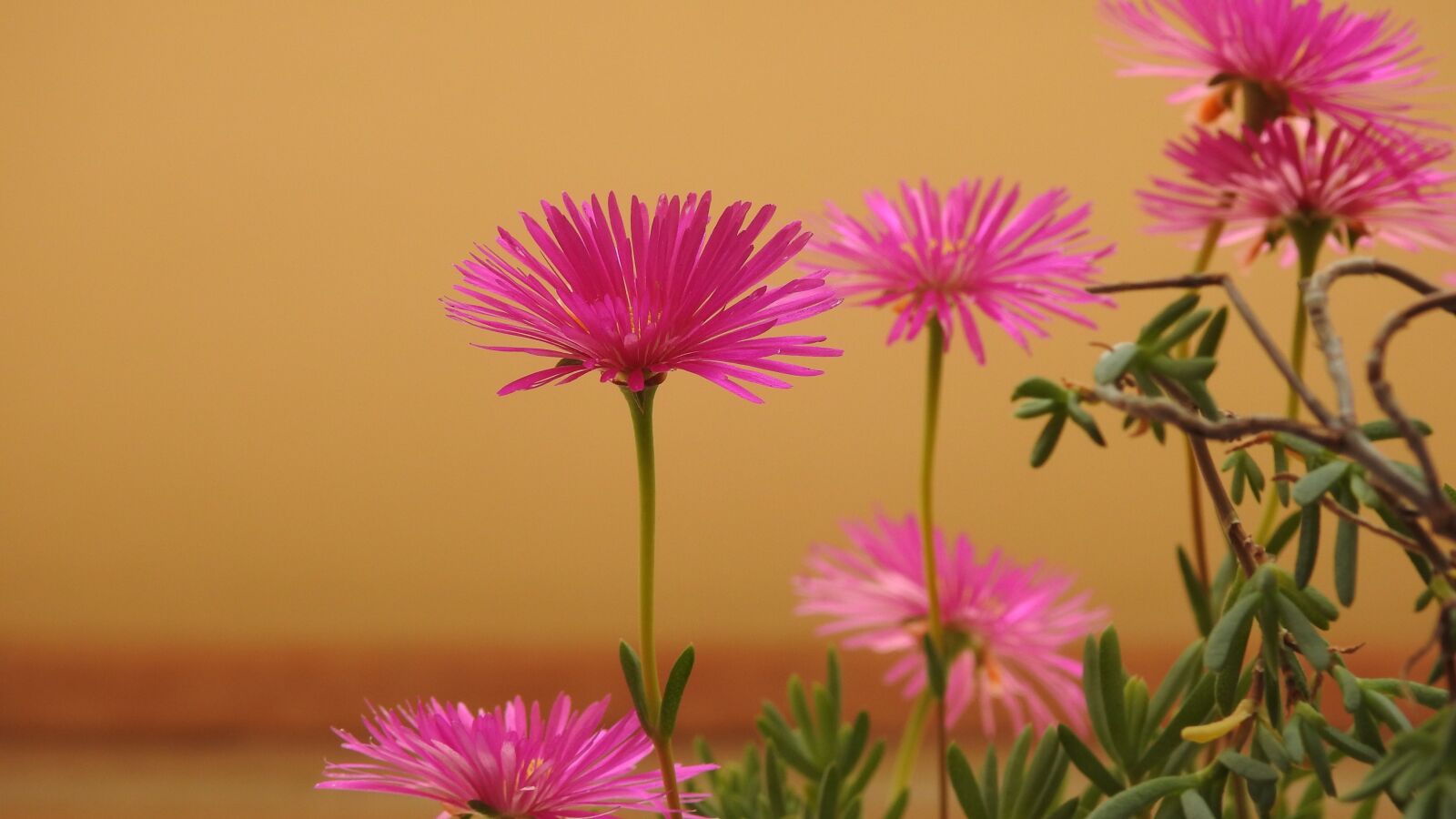 Nikon Coolpix P900 sample photo. Flower, in, vase photography