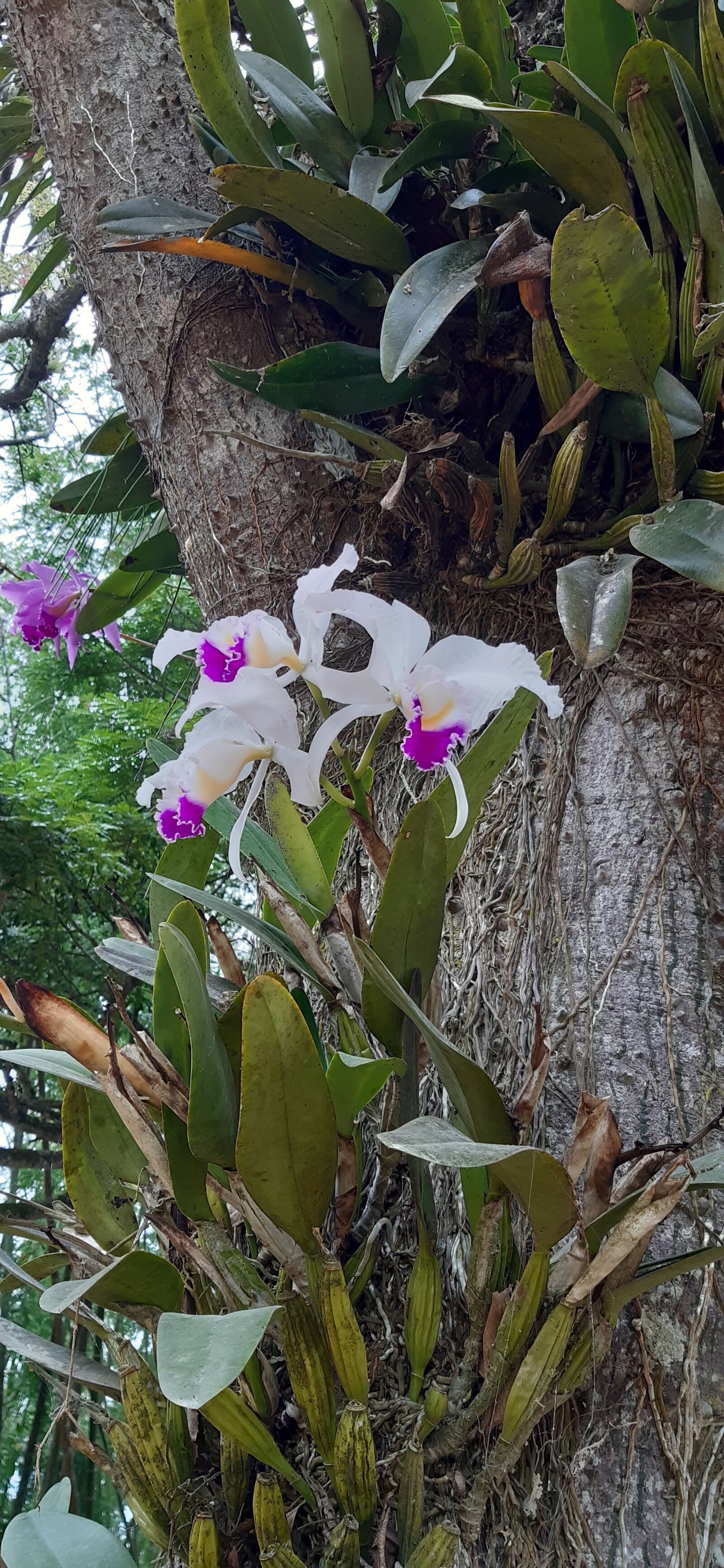 Samsung Galaxy A30 sample photo. Orchids, flowers, cattleya photography