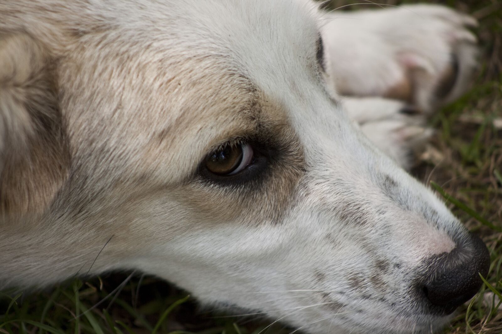 Canon EOS 500D (EOS Rebel T1i / EOS Kiss X3) sample photo. Dog, animal, overview photography