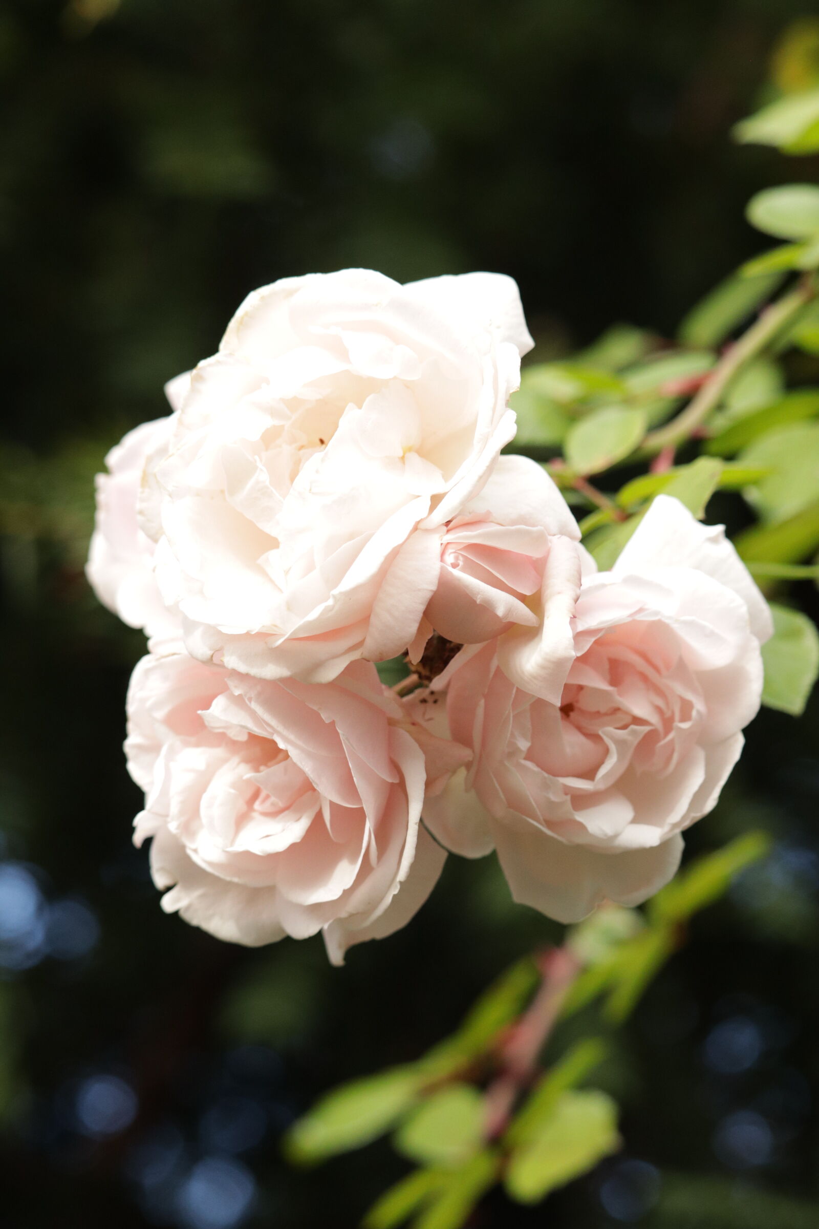 Canon EOS M50 Mark II (EOS Kiss M2) sample photo. The generous gardener photography
