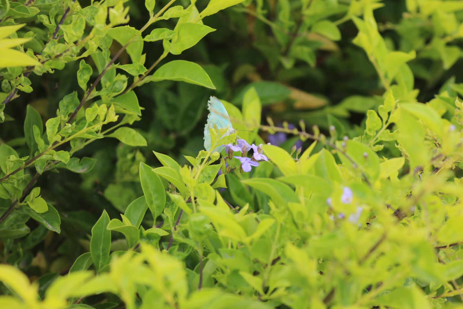 Canon EOS 600D (Rebel EOS T3i / EOS Kiss X5) sample photo. Beauty, nature, butterfly photography