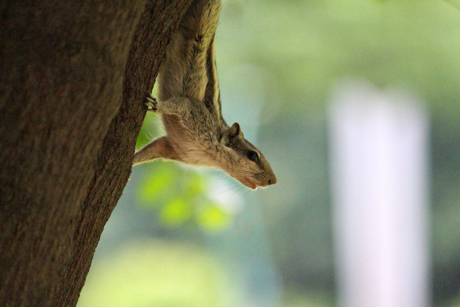 Canon EOS 700D (EOS Rebel T5i / EOS Kiss X7i) sample photo. Animal, blur, chipmunk, close photography