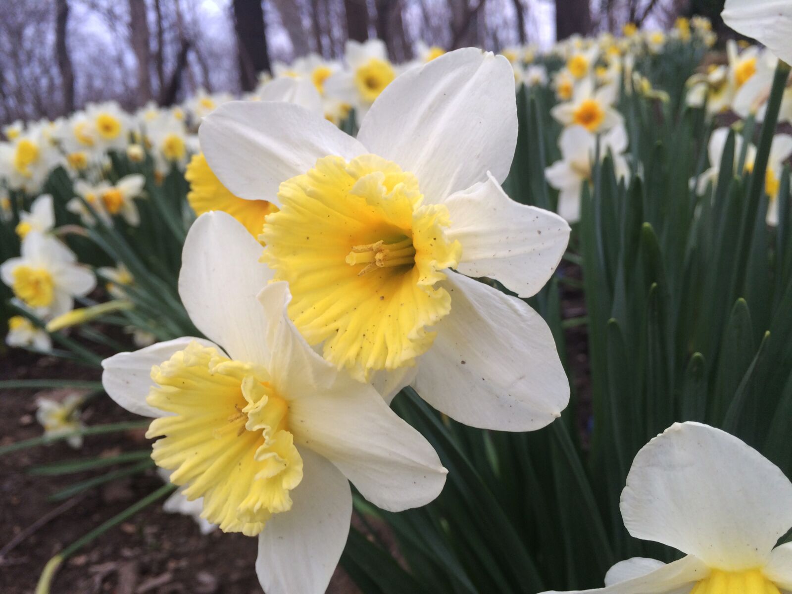 iPhone 5s back camera 4.15mm f/2.2 sample photo. Flowers, spring, blossom photography