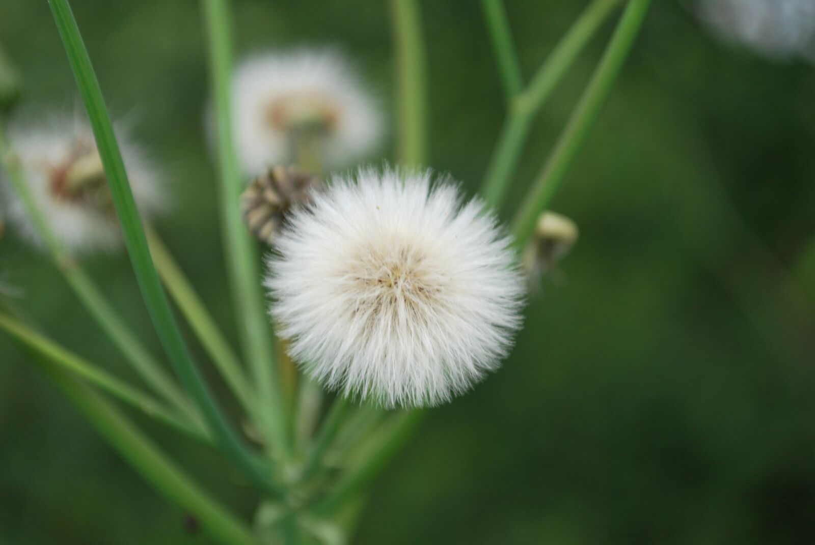 Nikon D60 sample photo. Dandelion, summer, pointed flower photography
