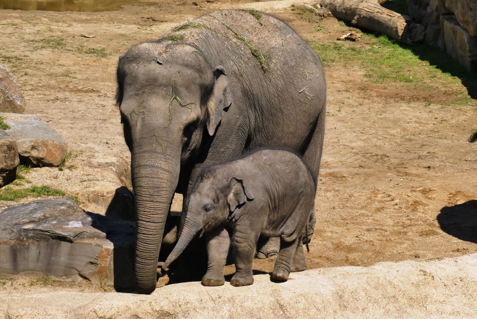 Panasonic Lumix DC-ZS70 (Lumix DC-TZ90) sample photo. Elephant with boy, zoo photography