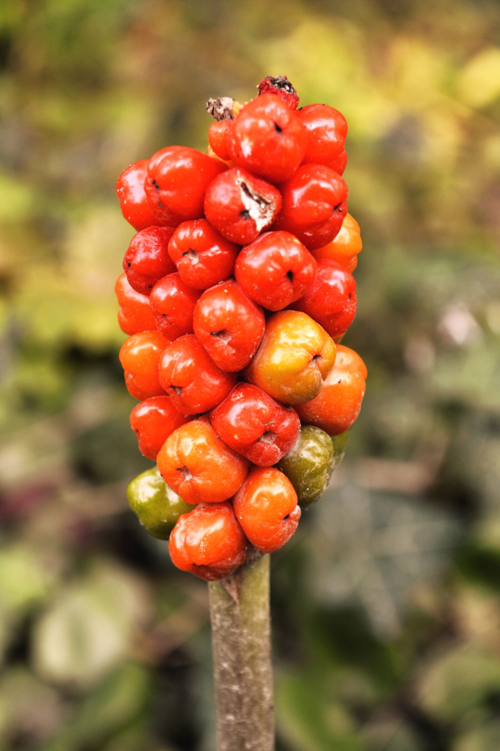 Nikon D3100 sample photo. Berry red, plant, spring photography