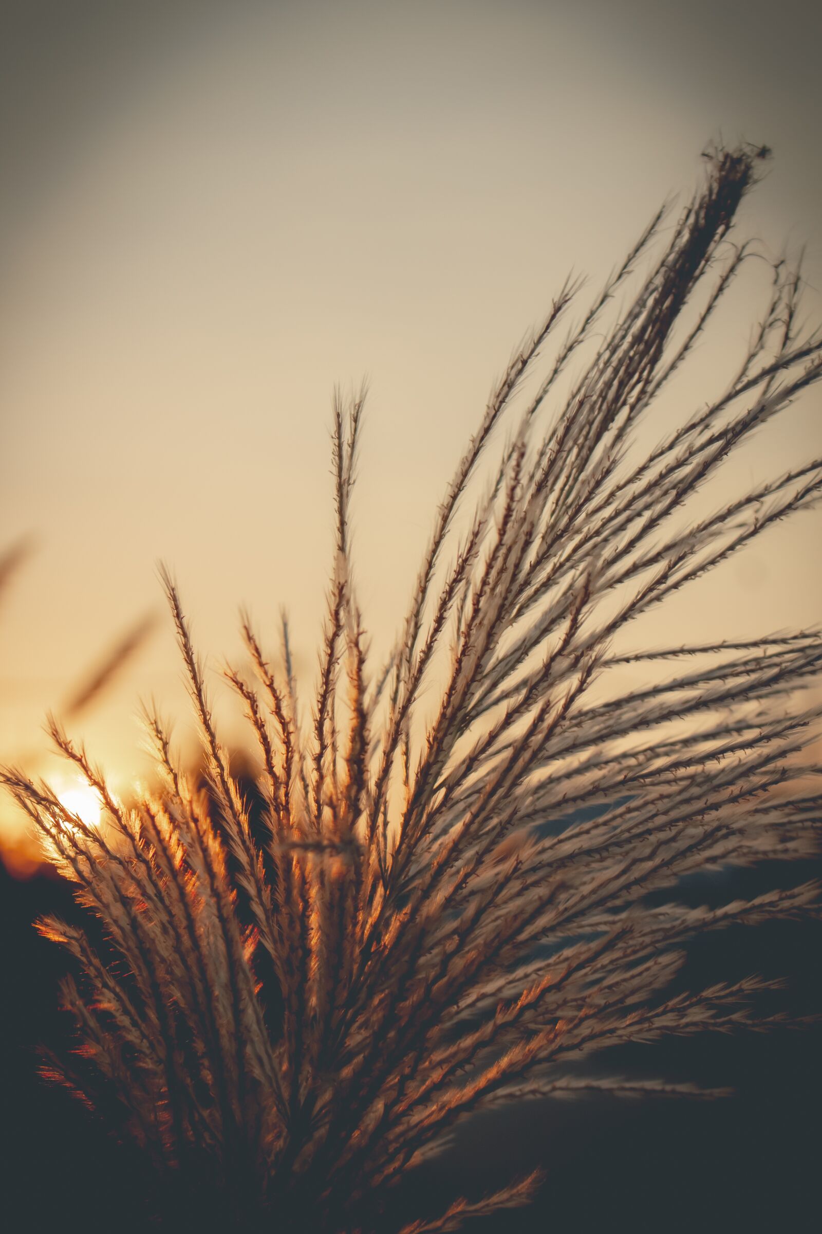 Canon EOS 700D (EOS Rebel T5i / EOS Kiss X7i) sample photo. Sky, west, grass photography