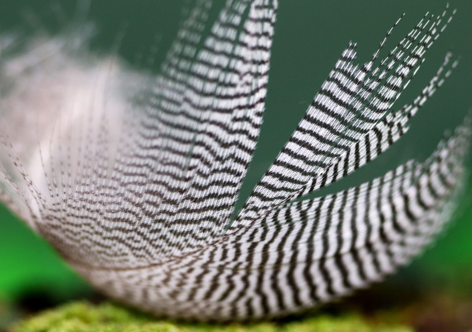 Tamron SP 90mm F2.8 Di VC USD 1:1 Macro sample photo. Feather, striped, delicate photography