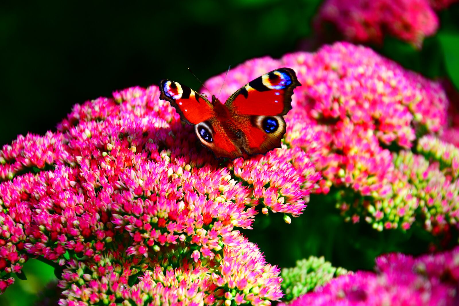 Nikon D3400 sample photo. Butterfly, peacock butterfly, garden photography