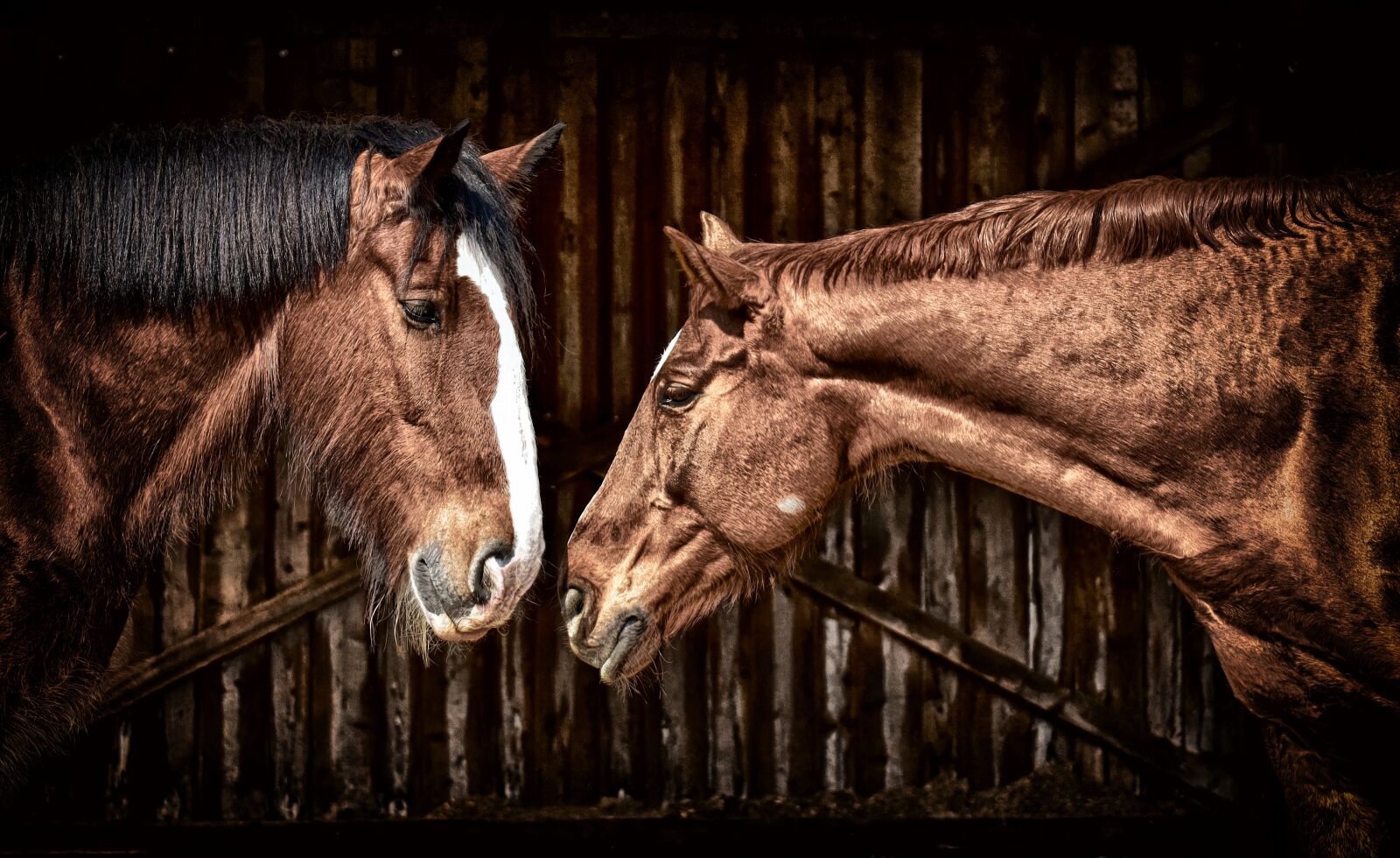 Nikon D7200 sample photo. Horses, friendship, horse stable photography
