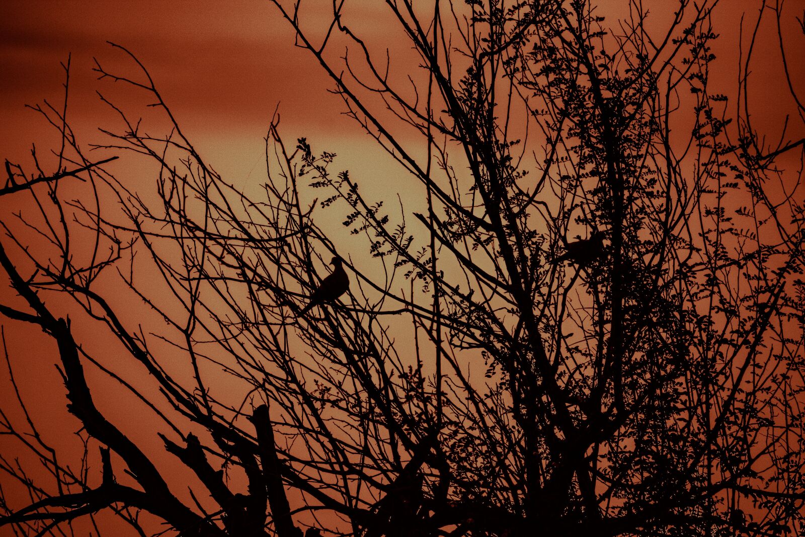 Nikon D3400 sample photo. Tree, sunset, landscape photography