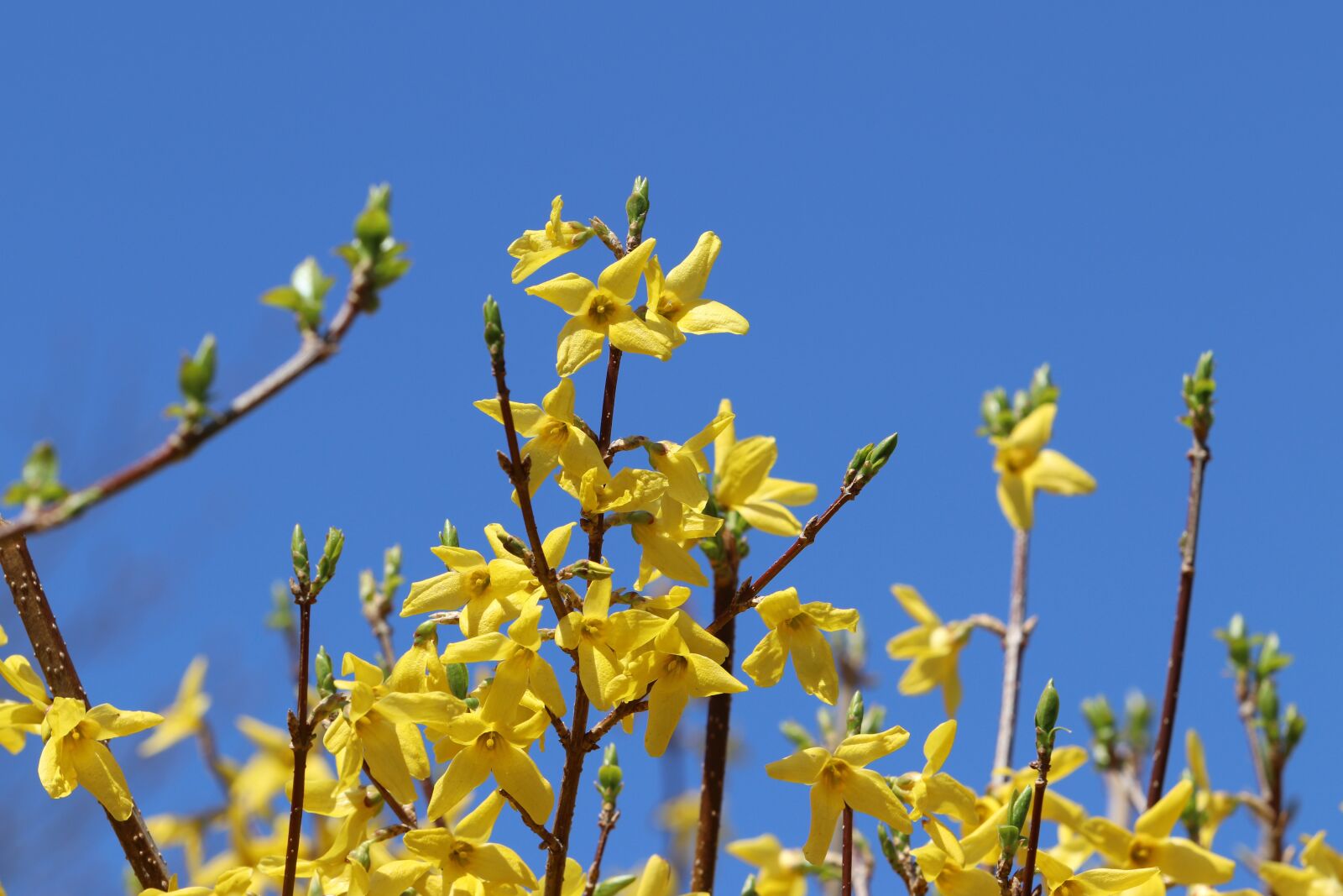 Canon EOS 800D (EOS Rebel T7i / EOS Kiss X9i) + Canon EF 70-200mm F2.8L USM sample photo. Forsythia, spring, yellow photography