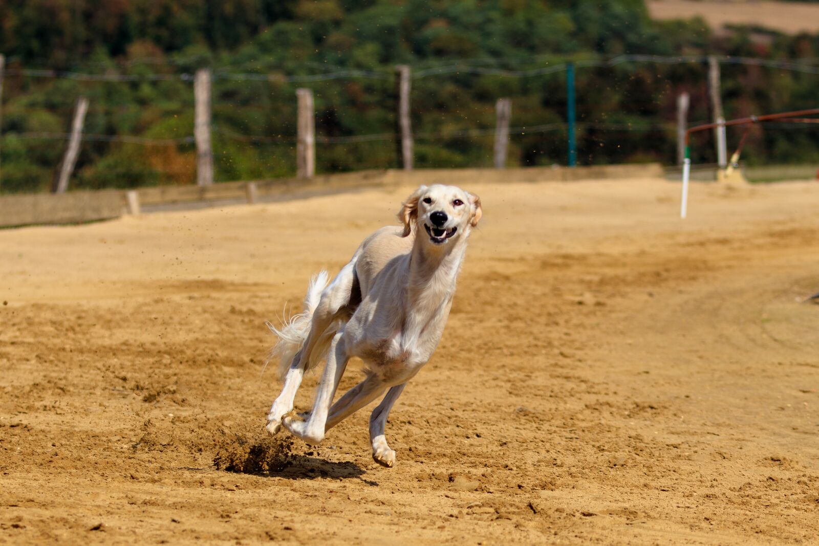 Canon EOS 80D sample photo. Dog, greyhound, pet photography