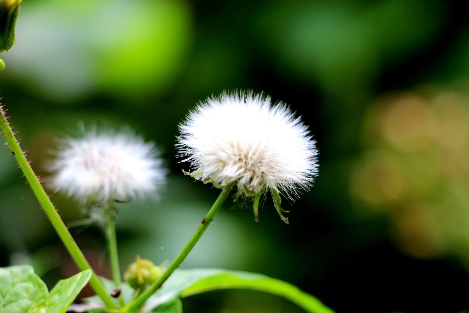 Canon EOS 700D (EOS Rebel T5i / EOS Kiss X7i) sample photo. Wind flower, green, flowers photography
