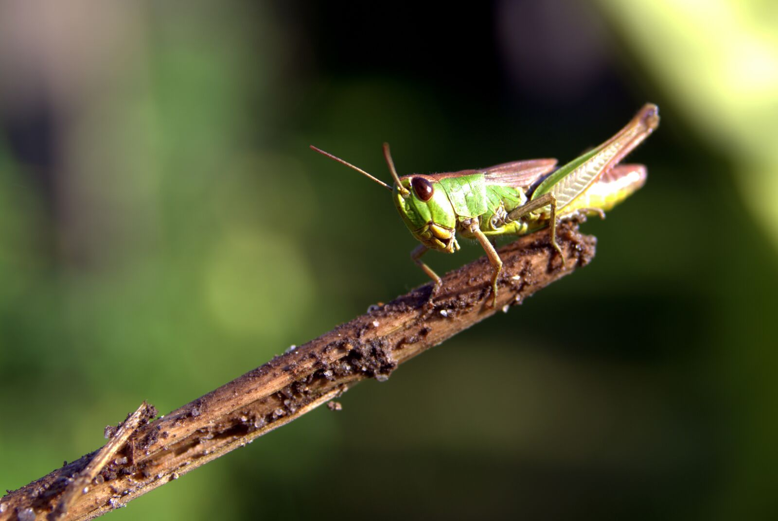 Pentax K-S2 sample photo. Grasshopper, green, insect photography