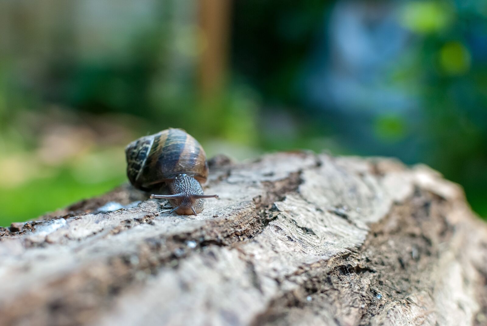 Nikon D80 sample photo. Snail, gastropod, nature photography