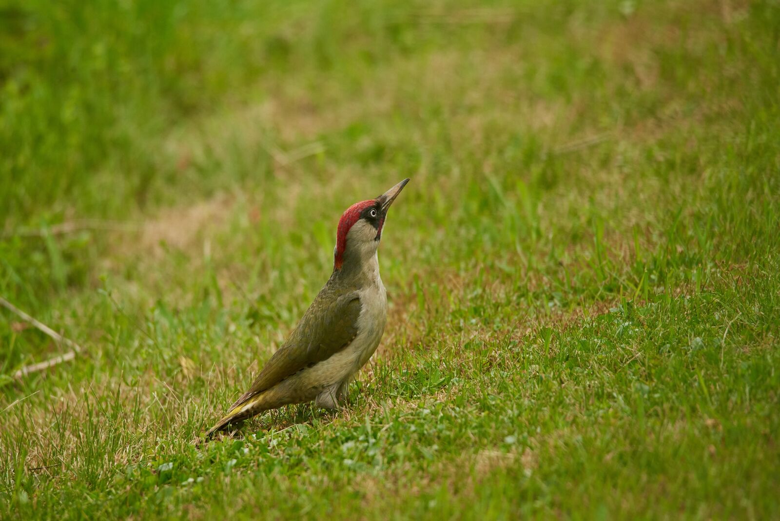 Nikon D750 sample photo. Animal, green woodpecker, bird photography